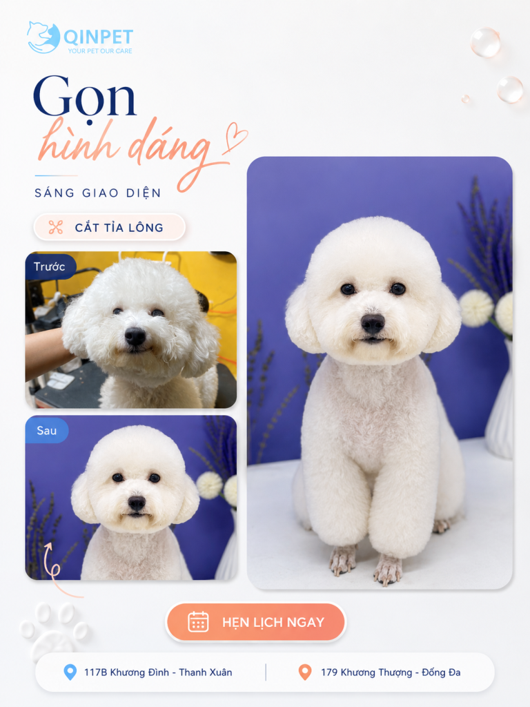 Cắt tỉa Poodle