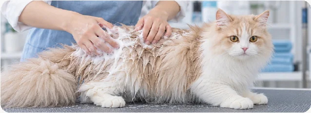 Minh họa bước làm sạch vùng lông bết dầu của mèo
